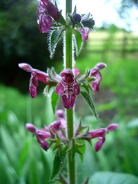 Hedge Woundwort - Stachys sylvatica