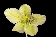 Helleborus x ericsmithii