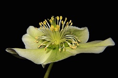 Helleborus x ericsmithii