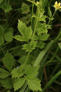 Herb Bennet - Geum urbanum