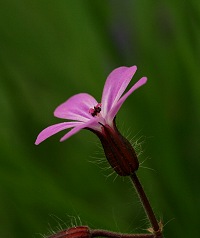 Herb Robert - Geranium Robertianum