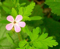 Herb Robert - Geranium Robertianum