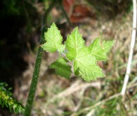 Hogweed - Heracleum sphondylium