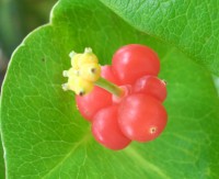 Honeysuckle Berries