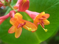 Trumpet Honeysuckle - Lonicera sempervirens