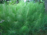 Giant Horsetail - Equisetum telmateia