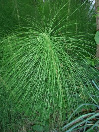 Giant Horsetail - Equisetum telmateia