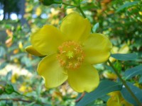 Hypericum patulum