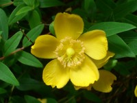 Hypericum patulum - St Johns Wort