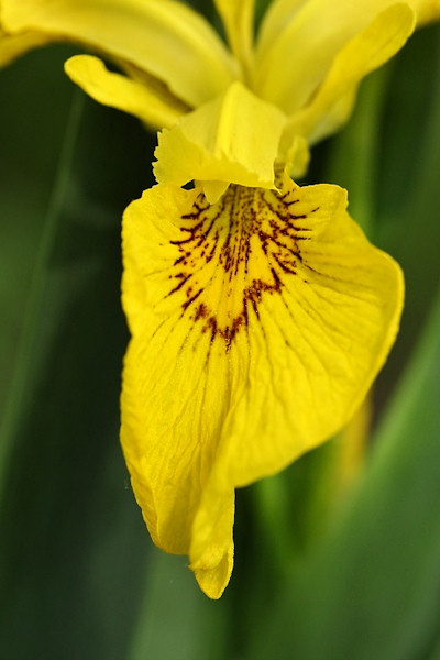 http://www.english-country-garden.com/a/i/flowers/iris-1.jpg