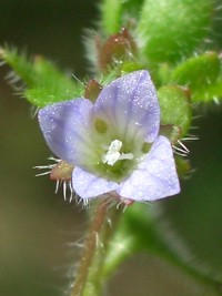 Ivy-leaved Speedwell - Veronica hederifolia