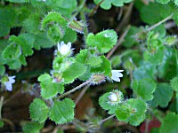 Ivy-leaved Speedwell - Veronica hederifolia