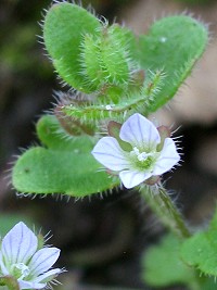 Ivy-leaved Speedwell - Veronica hederifolia