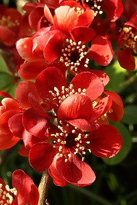 Japanese Quince - Chaenomeles speciosa