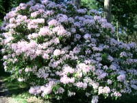 Kalmia - Mountain Laurel