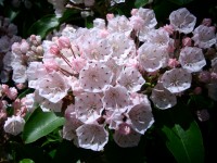 Kalmia - Mountain Laurel