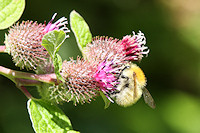 Lesser Burdock - Arctium minus