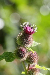 Lesser Burdock - Arctium minus