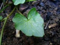 Lesser Celandine - Ranunculus ficaria