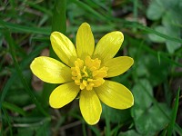 Lesser Celandine - Ranunculus ficaria