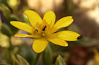 Lesser Celandine - Ranunculus ficaria