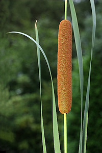 Lesser Reedmace - Bulrush