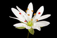 Lesser Stitchwort - Stellaria graminea