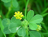 Lesser Yellow Trefoil - Trifolium dubium