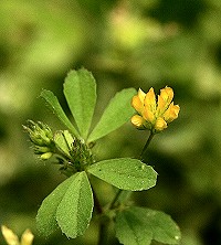 Lesser Yellow Trefoil - Trifolium dubium
