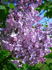 Lilac - Syringa vulgaris