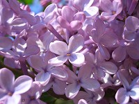 Lilac - Syringa vulgaris