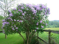 Lilac - Syringa vulgaris