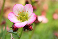 London Pride - Saxifraga x urbium