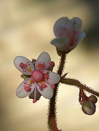 London Pride - Saxifraga x urbium