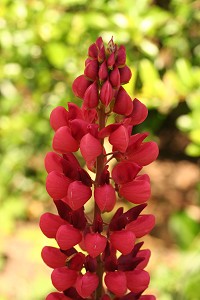 Lupin - lupinus