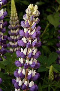 Lupin - lupinus