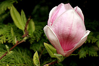 Magnolia - Magnolia soulangeana