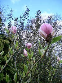 Magnolia - Magnolia soulangeana