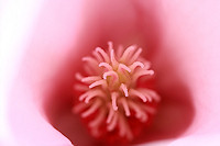 Magnolia - Magnolia soulangeana