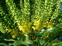 Mahonia x charity