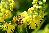 Mahonia x charity