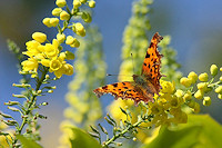 Mahonia x charity