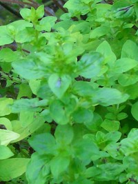 Marjoram - Origanum