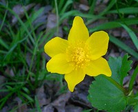 Marsh Marigold - Calitha palustris