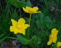 Marsh Marigold - Calitha palustris