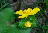 Marsh Marigold - Calitha palustris