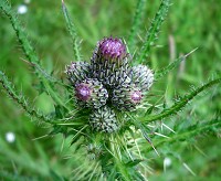 Marsh Thistle - Cirsium palustre