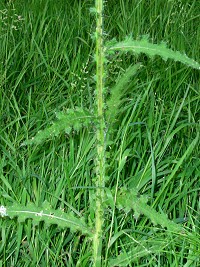Marsh Thistle - Cirsium palustre