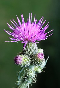 Marsh Thistle - Cirsium palustre