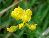 Meadow Vetchling - Lathyris pratensis